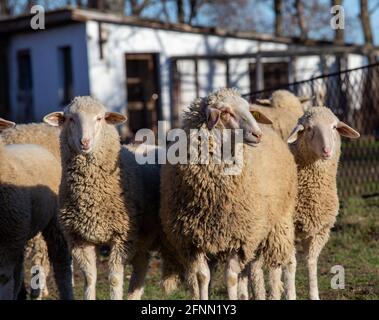 Gregge di pecore in piedi sul ranch con stalla in background il giorno di sole in autunno Foto Stock