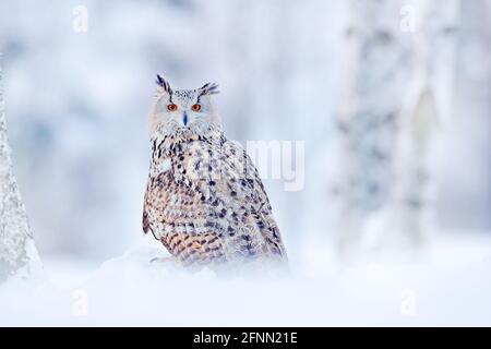 Scena invernale con Big Eastern Siberian Eagle Owl, Bubo bubo sibiricus, seduto nella betulla con neve nella foresta. Foto Stock