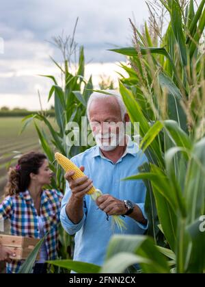 Padre e figlia lavorano per l'azienda agricola di famiglia, controllando la qualità del mais sul campo nel periodo estivo Foto Stock