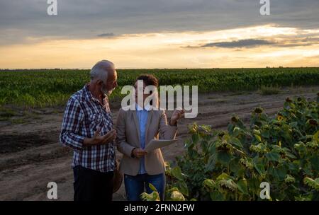 Agricoltore anziano e giovane donna d'affari in piedi nel campo di girasole e la lettura del contratto di assicurazione nel periodo estivo Foto Stock