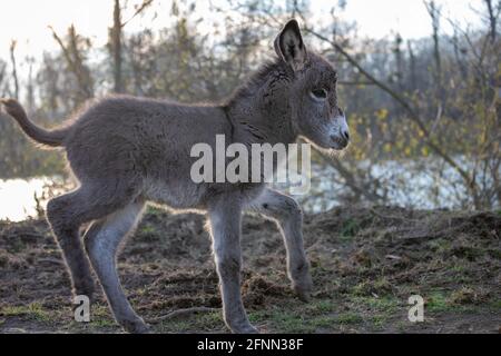 Baby asino colt che cammina libero accanto al fiume nella foresta Foto Stock