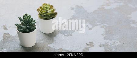 Vari tipi di echeveria, havortia piante succulente casa in vasi di argilla sullo sfondo. Decorazione casa hipster scandinava. Foto Stock