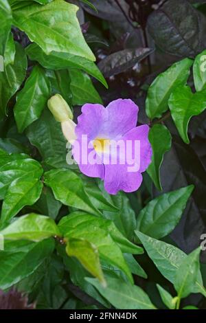 Cespuglio cicloccino (Thunbergia erecta). Chiamato anche il mantello del Re e il bush della patata Foto Stock