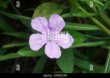 Petunia selvatica di Britton (Ruellia simplex). Chiamato petunia messicana e bluebell messicano anche. Un altro nome scientifico è Ruellia brittoniana Foto Stock