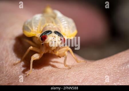 Recentemente trasformato, un Brookod X cicada di 17 anni crogiolarsi alla luce del sole. Foto Stock