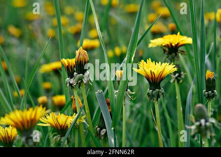 Dandelions ovunque. Messa a fuoco selettiva su dandelioni in sfondo di prato sfocato. Fotografia macro. Foto Stock