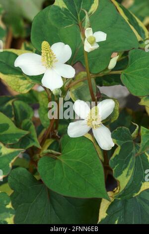 Menta di pesce (Houttuynia cordata). Chiamato foglia di pesce, pianta arcobaleno, pianta di Chameleon, foglia di cuore, erba di pesce e coda di lucertola cinese anche Foto Stock