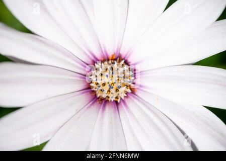 Macro fotografia di un osteopermo bianco (margherita africano) Foto Stock