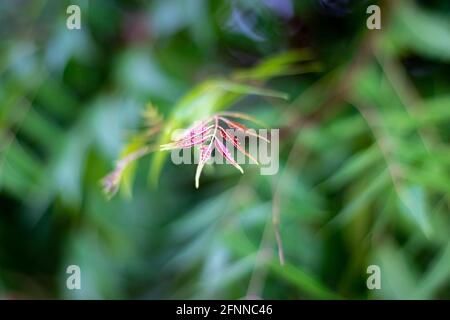 vita di albero con la foglia appena nata vi dà il genere atto di natura Foto Stock