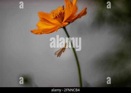 Ragno che mangia una farfalla sul tronco di fiore giallo con con sfondo sfocato Foto Stock