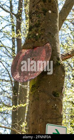 Vecchio segno con ciottoli in un albero sopravvolta di muschio e cielo blu Foto Stock