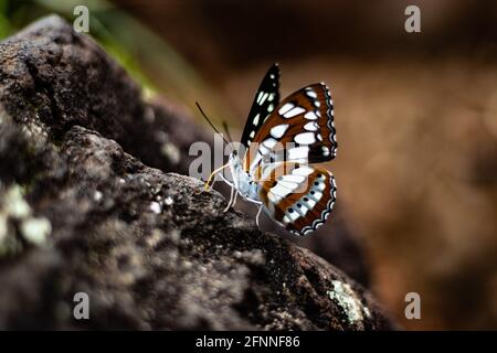 Closeup farfalla girato su roccia con sfondo sfocato Foto Stock