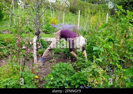 Donna anziana del giardiniere che si piega sopra giù che trapiantano il giardinaggio in primavera giardino Maggio 2021 Carmarthensshire Galles Gran Bretagna Europa KATHY DEWITT Foto Stock