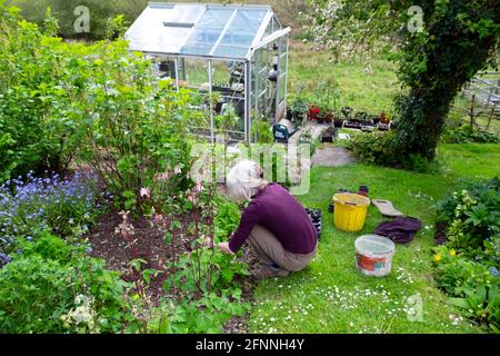 Donna anziana giardinaggio trapiantando piante aquilegia sotto il giardino cespugli di ribes nero Con serra in Galles rurale Regno Unito Gran Bretagna KATHY DEWITT Foto Stock