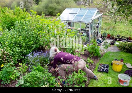 Donna anziana che fa giardinaggio trapiantando giovani pianta in cespuglio di frutta e fiore Letto giardino di campagna con serra in 2021 Galles Gran Bretagna Regno Unito KATHY DEWITT Foto Stock