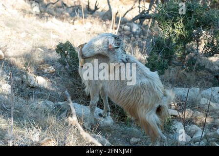 Capra su un percorso alle Terme di Afrodite, Penisola di Akamas, Cipro Foto Stock