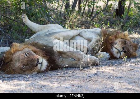 Due leoni maschi (Panthera leo) che si coccolano, abbracciano e dormono insieme gambe intrecciate nel Parco Nazionale Kruger, Sudafrica Foto Stock