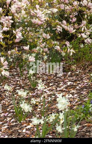 Magnolia – Pinkie in fiore pieno, primaverile Foto Stock