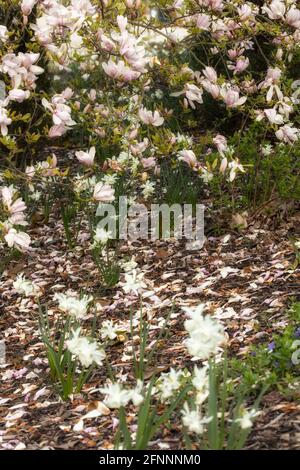 Magnolia – Pinkie in fiore pieno, primaverile Foto Stock