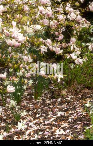 Magnolia – Pinkie in fiore pieno, primaverile Foto Stock