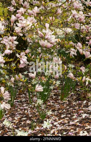 Magnolia – Pinkie in fiore pieno, primaverile Foto Stock