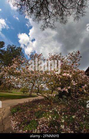 Magnolia – Pinkie in fiore pieno, primaverile Foto Stock