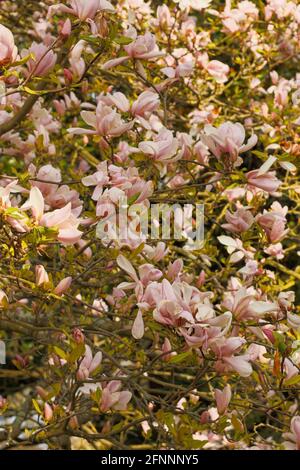 Magnolia – Pinkie in fiore pieno, primaverile Foto Stock