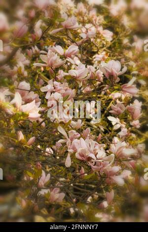 Magnolia – Pinkie in fiore pieno, primaverile Foto Stock