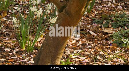 Magnolia – Pinkie in fiore pieno, primaverile Foto Stock