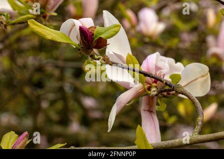 Magnolia – Pinkie in fiore pieno, primaverile Foto Stock