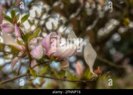 Magnolia – Pinkie in fiore pieno, primaverile Foto Stock