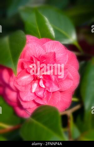 Camellia 'C.M. Il fiore di Hovey e le foglie lucenti al sole primaverile Foto Stock