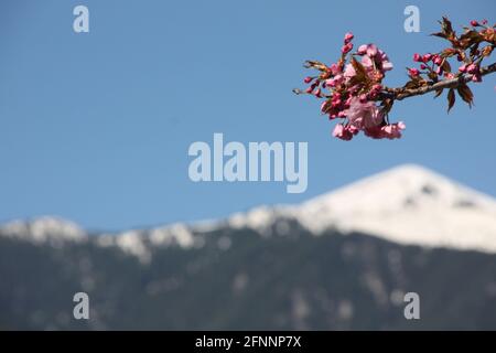 Ramoscello di ciliegio giapponese su uno sfondo del Pirin montagna in Bulgaria Foto Stock