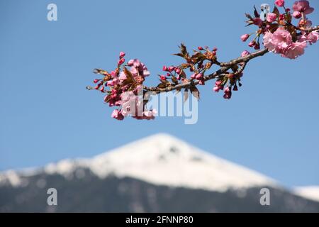 Ramoscello di ciliegio giapponese su uno sfondo del Pirin montagna in Bulgaria Foto Stock