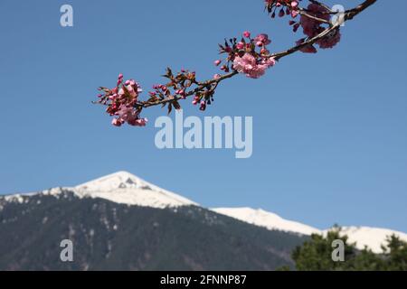 Ramoscello di ciliegio giapponese su uno sfondo del Pirin montagna in Bulgaria Foto Stock