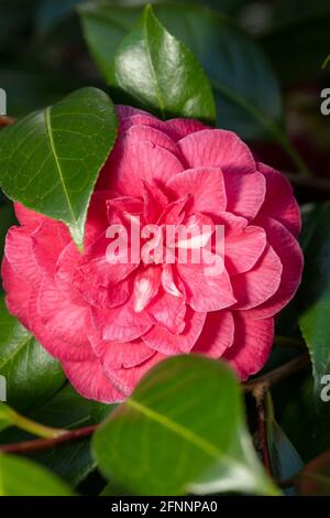 Camellia 'C.M. Il fiore di Hovey e le foglie lucenti al sole primaverile Foto Stock