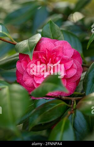 Camellia 'C.M. Il fiore di Hovey e le foglie lucenti al sole primaverile Foto Stock