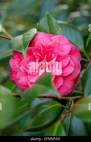 Camellia 'C.M. Il fiore di Hovey e le foglie lucenti al sole primaverile Foto Stock