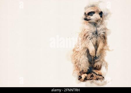 Meerkat. Superficie isolata con spazio di copia. Acquarello, illustrazione acquerello. Foto Stock