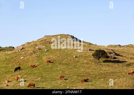 Allevamento di bestiame a Cumbria, Inghilterra. Le mucche e le pecore condividono un campo nel Distretto dei Laghi Inglesi. Foto Stock