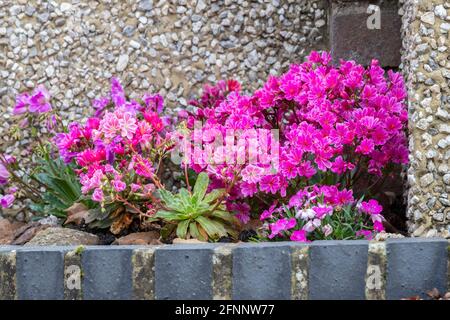 Un letto di fiori di Lewisia cotyledon in piena fioritura, Northampton, Inghilterra, UK. Foto Stock