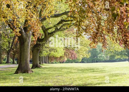 La mattina presto ad Abington Park guardando giù una fila di alberi. Northampton, Inghilterra, Regno Unito. Foto Stock