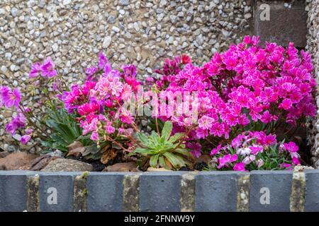 Un letto di fiori di Lewisia cotyledon in piena fioritura, Northampton, Inghilterra, UK. Foto Stock