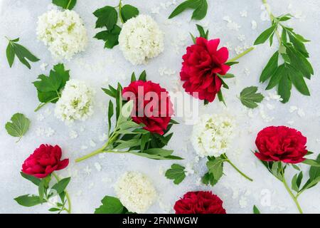Peonie rosse e fiori bianchi di idradea su grigio. Disposizione piatta, vista dall'alto. Sfondo floreale Foto Stock