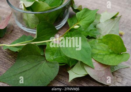 Foglia di houttuynia cordata pesce erba Foto Stock