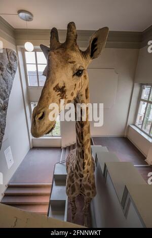 Museo di Storia Naturale, Basilea, Svizzera Foto Stock