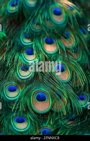 Primo piano eyespot su una piuma di treno maschile Green Peacock. Elegante schermo maschile Green Peafowl in piuma in natura. Focus su eyespot. Foto Stock