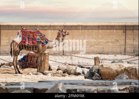 Cammello nel mercato contro il muro di un'antica città araba. Cammelli stanchi dopo un lungo trekking nel deserto. Cammelli nel bazar arabo. Cielo bellissimo Foto Stock