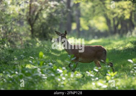 Giovane cervo (femmina di cervo rosso) che cammina nella foresta. Fauna selvatica in habitat naturale Foto Stock