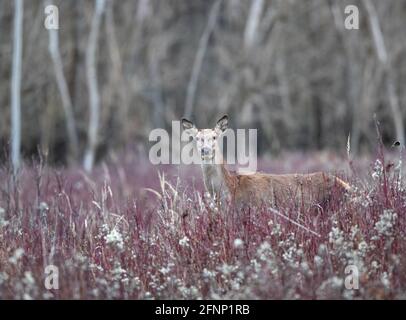 Hind (femmina di cervo rosso) in piedi in erba alta su prato di fronte alla foresta in inverno. Fauna selvatica in habitat naturale Foto Stock